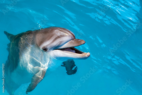 Canvas-taulu Dolphin portrait while looking at you with open mouth