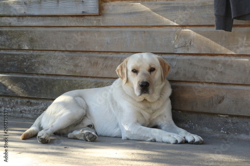 labrador  © Eduardo