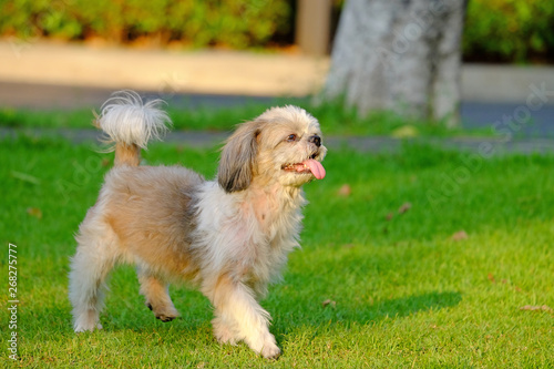 Young Shih Tzu dog walking on tiptoe, and making funny face with long tongue, on fresh green grass field