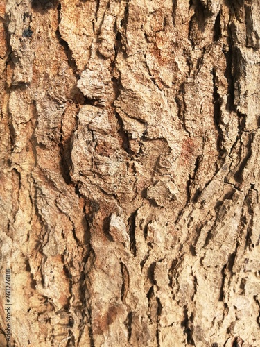 Trees have rough surfaces and many patterns.