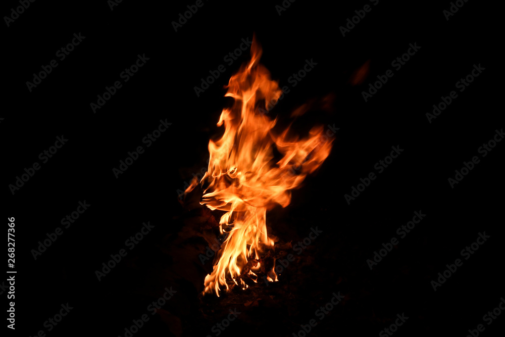 Big bonfire in a birch forest. High flame campfire. On a black background