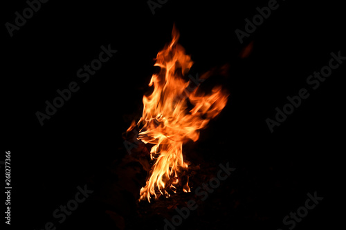 Big bonfire in a birch forest. High flame campfire. On a black background © ss404045