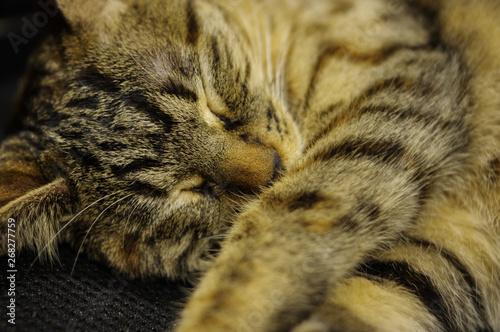 Cute domestic tabby cat sleeping