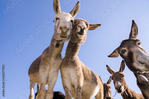 donkey on a meadow in Praglia plateau in Liguria in Italy