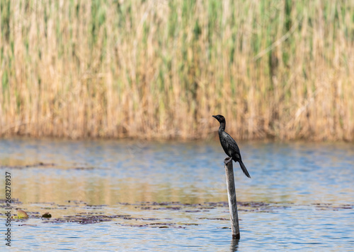 cormoran on apole in delta dunarii photo