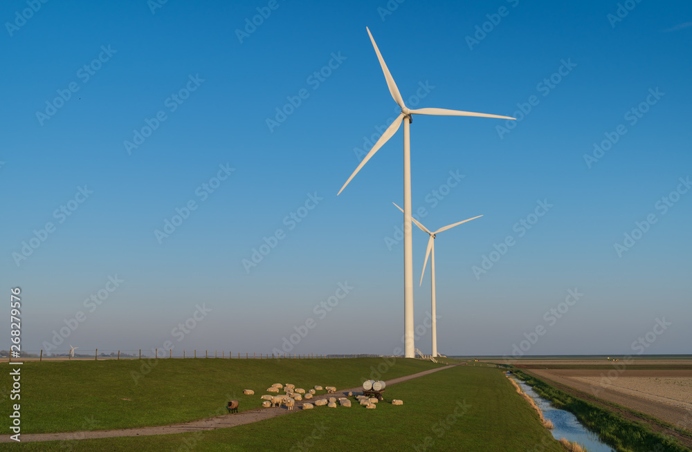 Fototapeta premium Sheep and modern wind turbines in the countryside. Groningen, Holland.