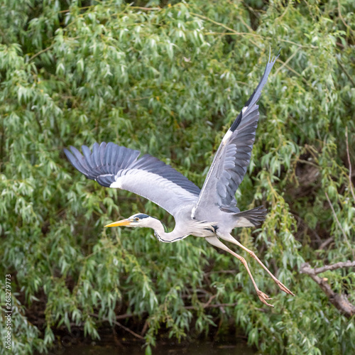 blue heron coming in for landing