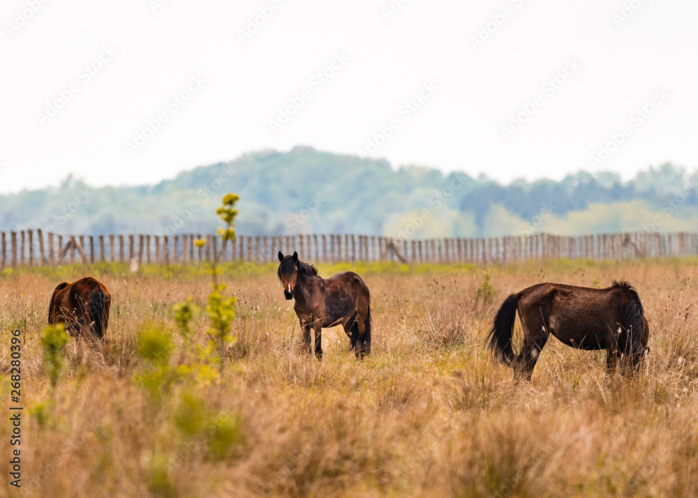 wild horses near the forest