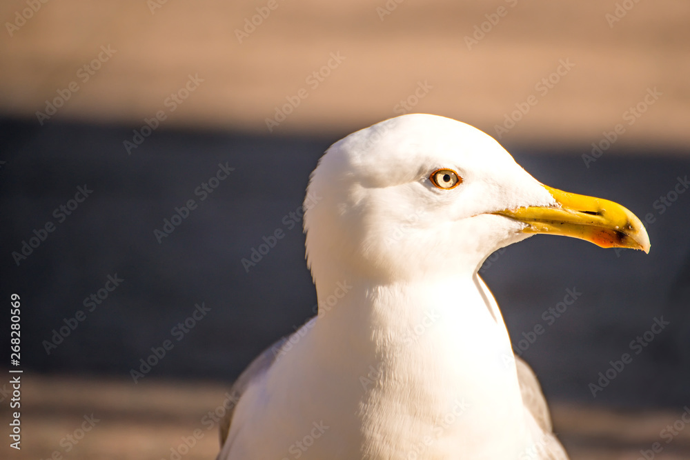 herring gull in a pedestrian area in Poland herring gull in a pedestrian area in Poland