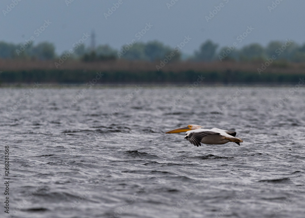 Fototapeta premium pelican in low flight