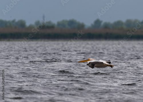pelican in low flight