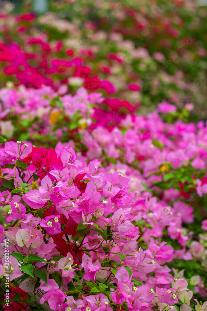 colorful blooming bougainvilleas in garden.