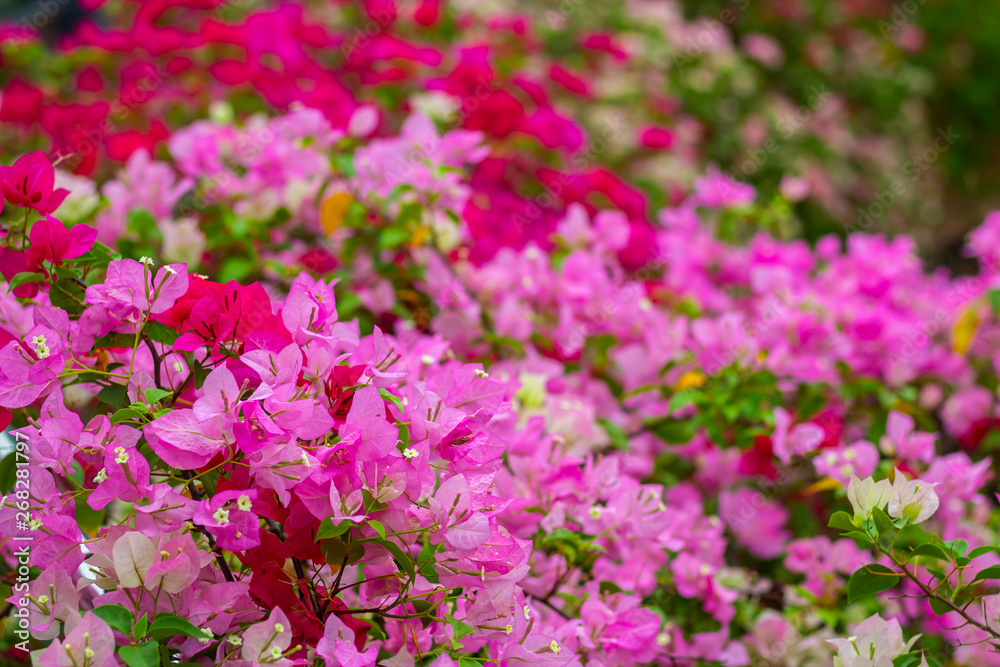 colorful blooming bougainvilleas in garden. colorful blooming bougainvilleas in garden.