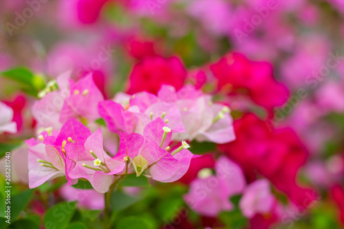 colorful blooming bougainvilleas in garden.