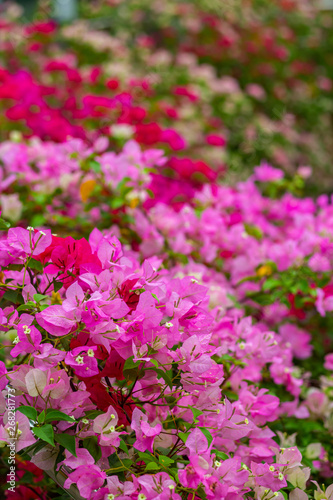 colorful blooming bougainvilleas in garden.