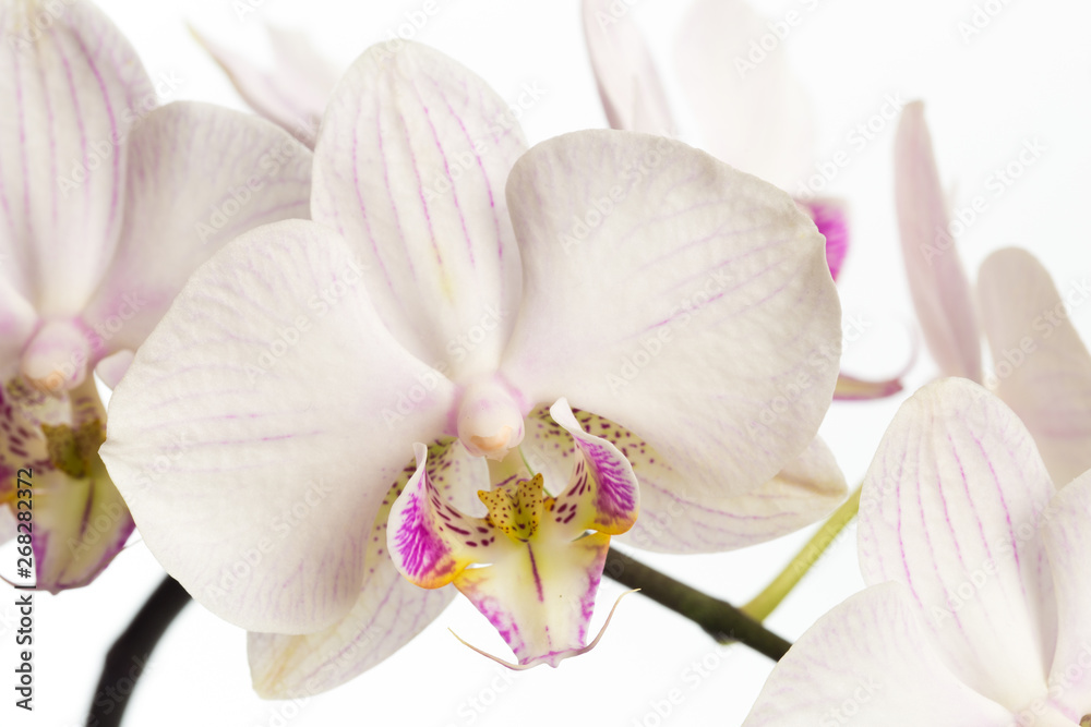 orchid close up view solated on white background