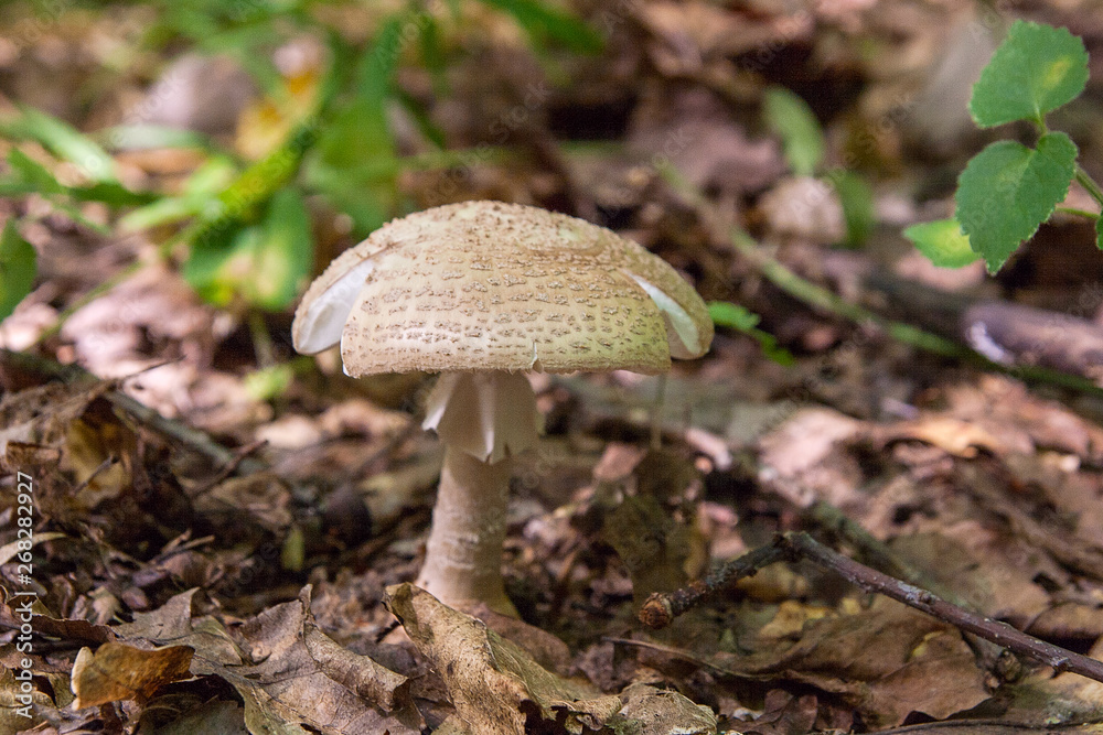 Macrolepiota procera or Lepiota procera in the forest. . Macrolepiota procera or Lepiota procera in the forest. .