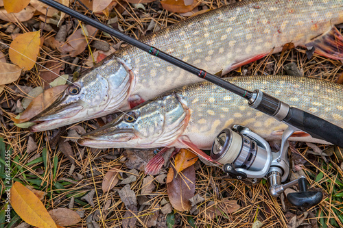 Freshwater pike fish. Two freshwater pikes fish and fishing rod with reel on yellow leaves at autumn time..