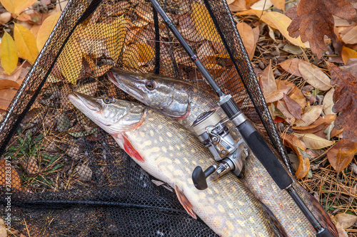 Freshwater pike fish. Two freshwater pikes fish, fishing rod with reel and black landing net as background..