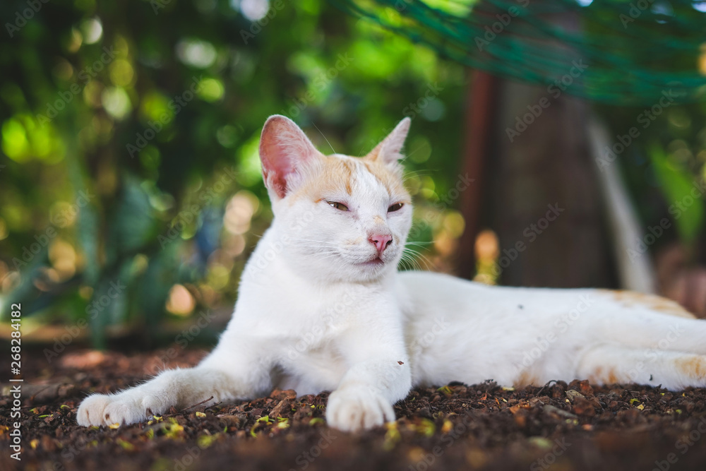 White orange cat lying body on the floor White orange cat lying body on the floor
