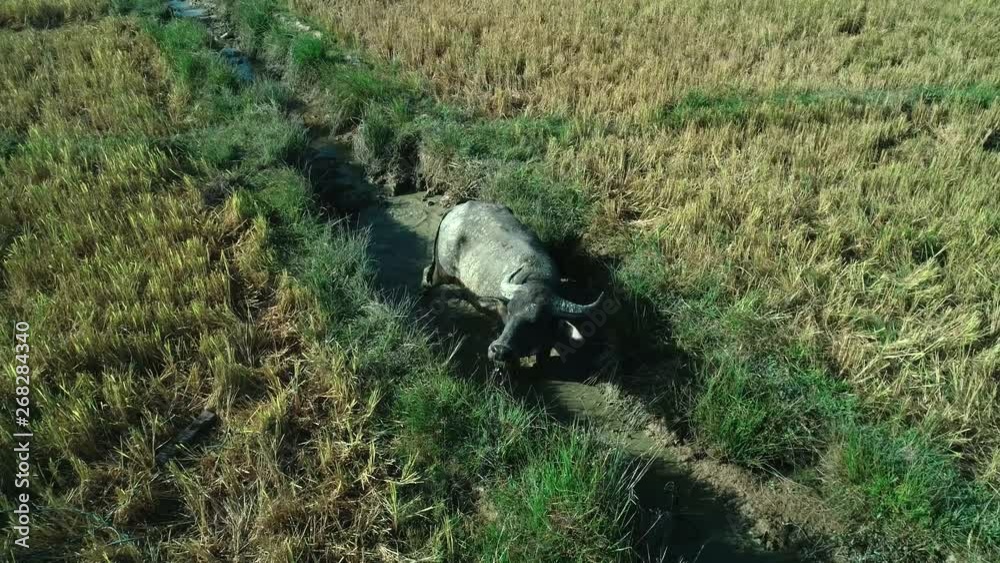 Aerial shot of water buffalo (carabao) stay in the mud bath at the farm on sunset. Palawan, Philippines.