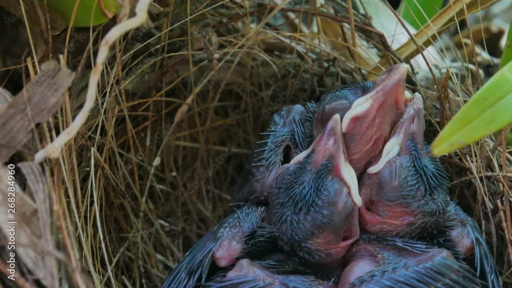 Three birds in a nest on a tree with leaves covered Three birds in a nest on a tree with leaves covered