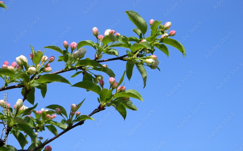 Apple tree blossom. Branch. Spring