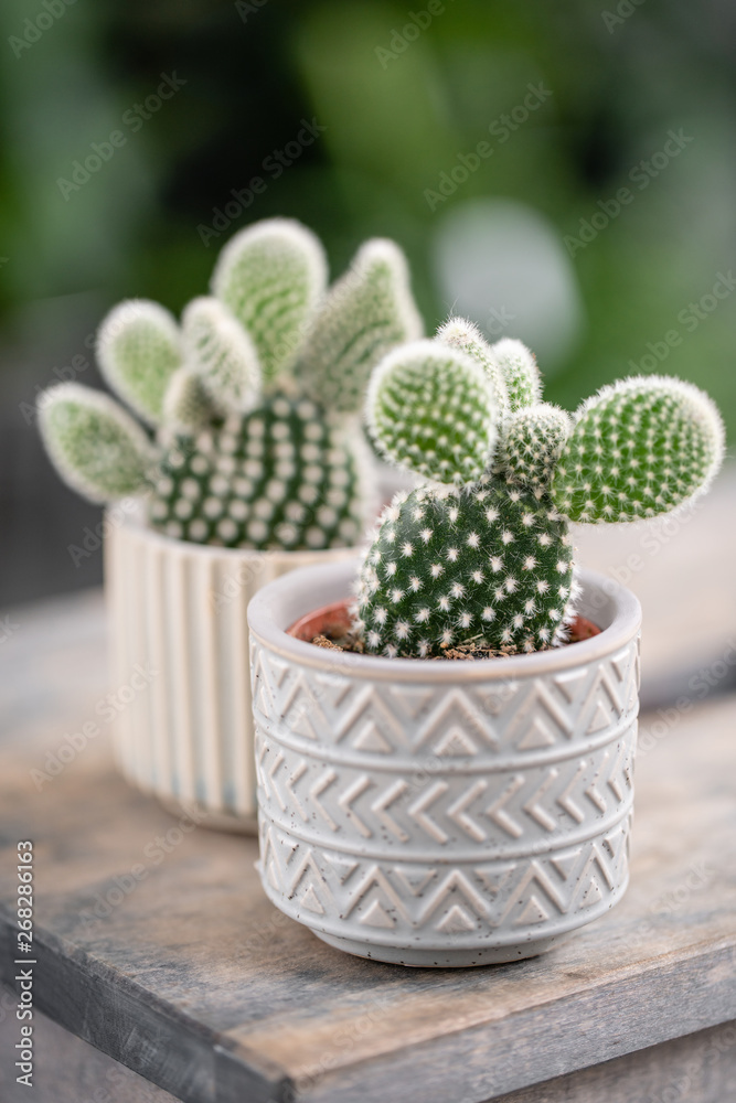 Cactus lover. Collection of cactus in stylish ceramic pots on the wooden table. Minimalistic home interior with composition of cactus and succulents . Stylish concept of home garden. Cactus lover. Collection of cactus in stylish ceramic pots on the wooden table. Minimalistic home interior with composition of cactus and succulents . Stylish concept of home garden.