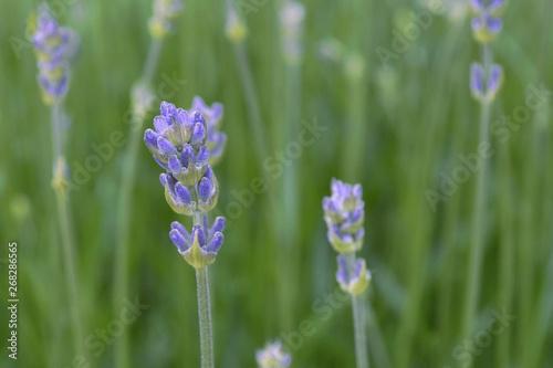 Young lavender flowers in pleasant pastel colors. Natural flower background. View of blue  purple flowers blooming in a garden on a summer day. Closeup.