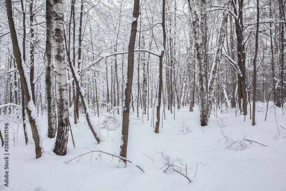 Winter in the forest, snow Winter in the forest, snow