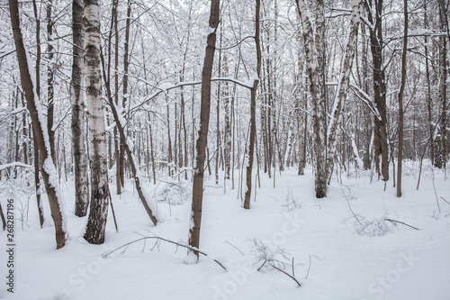 Winter in the forest, snow © acidbeast