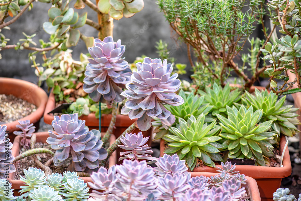 Close-up miniature Succulent Plants in a Pots at the Greenhouse Close-up miniature Succulent Plants in a Pots at the Greenhouse