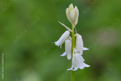 Tableau sur toile Close up of a white bluebell (hyacinhoides non-scripta) flower in bloom