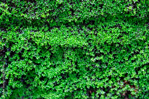 Green moss, nature background