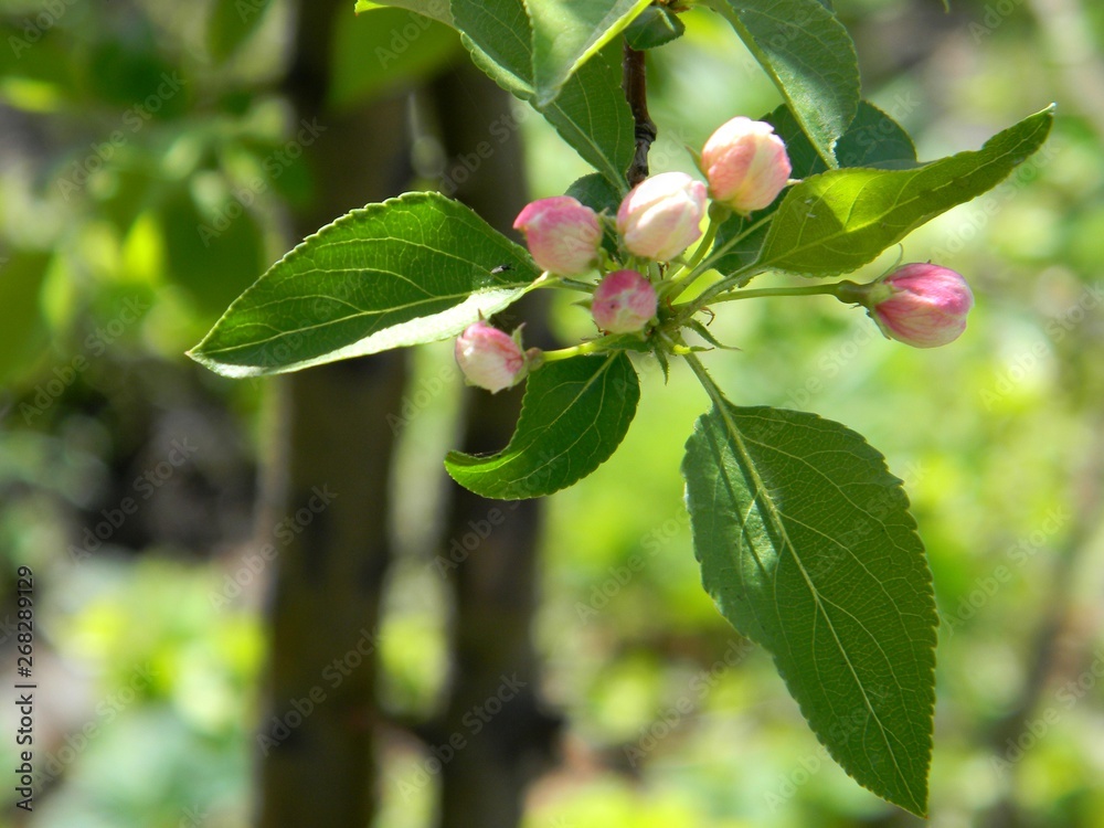 Apple tree blossom. Branch. Spring Apple tree blossom. Branch. Spring