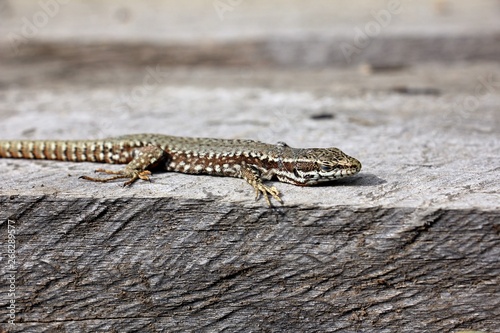 Podarcis muralis  - common wall lizard - natural habitat