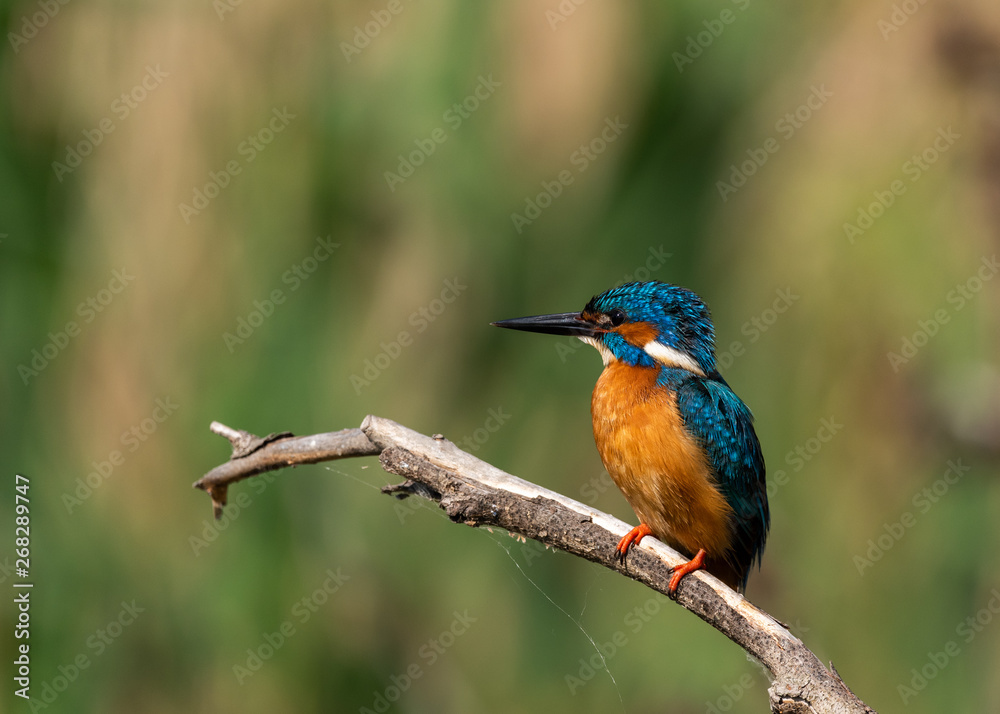 Obraz premium Kingfisher on a branch with green background