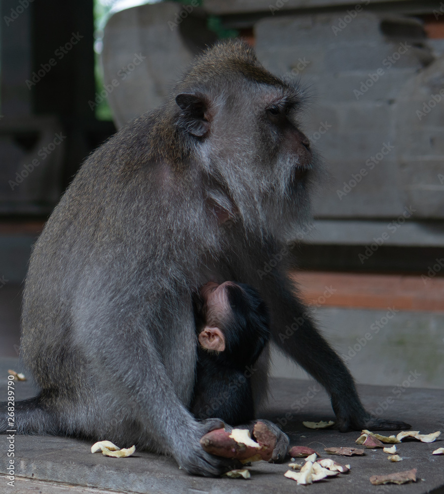 Mother and baby monkey sit together at Monkey Sanctuary.