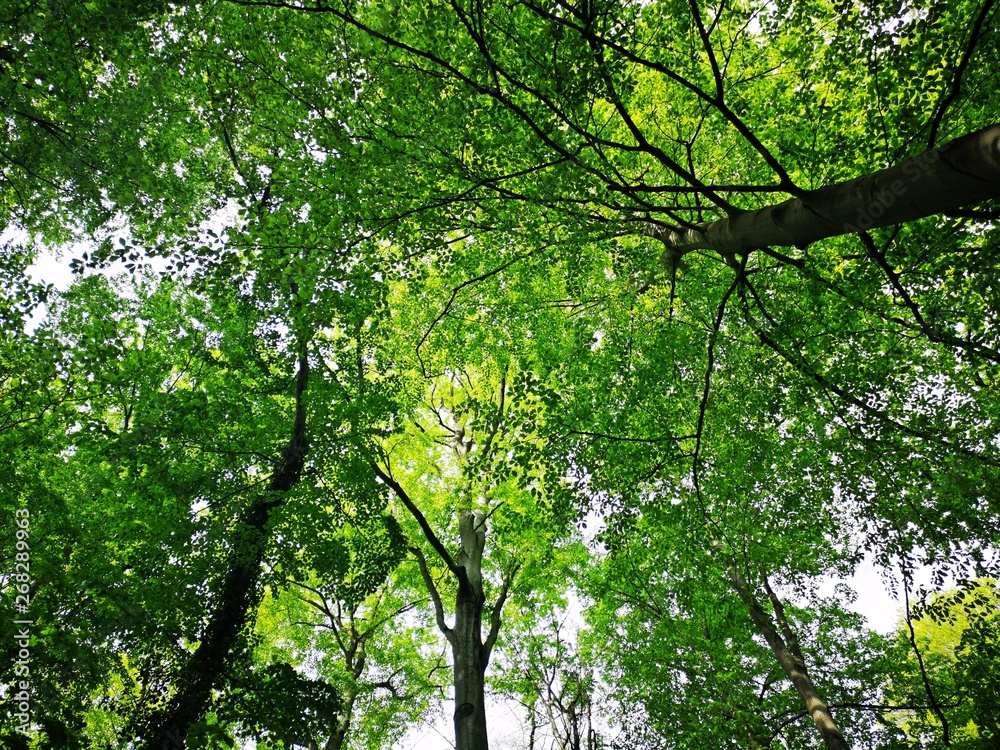 Fototapeta premium Green trees in the forest