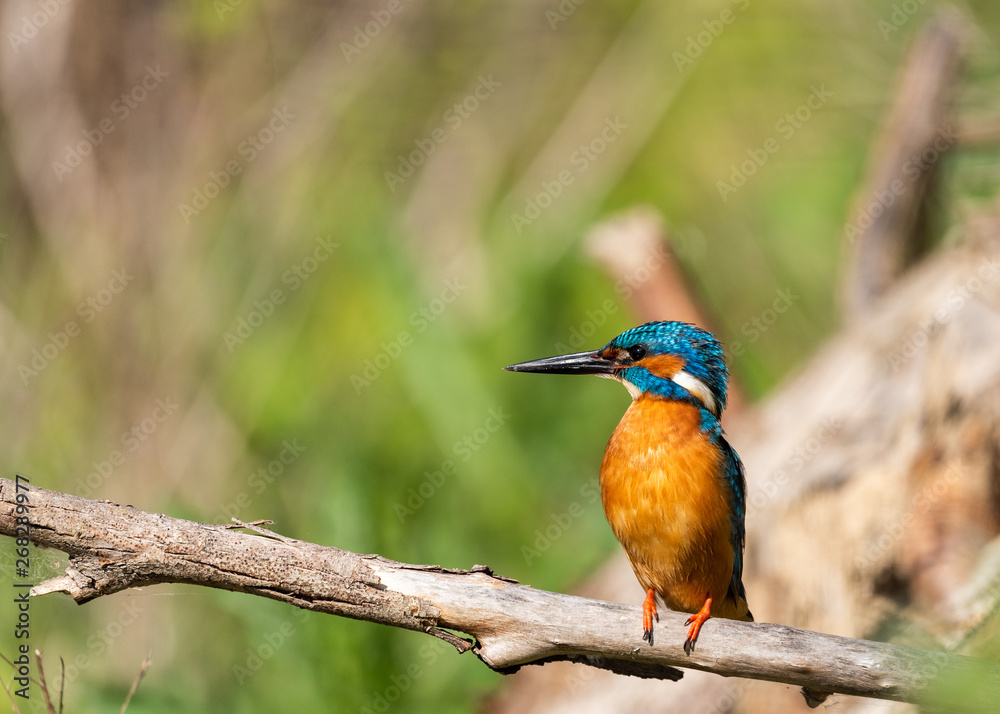 Kingfisher on a branch with green background Kingfisher on a branch with green background