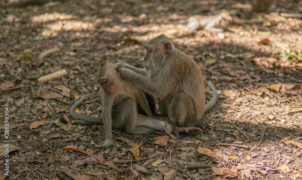 Adult Monkey grooms child monkey.