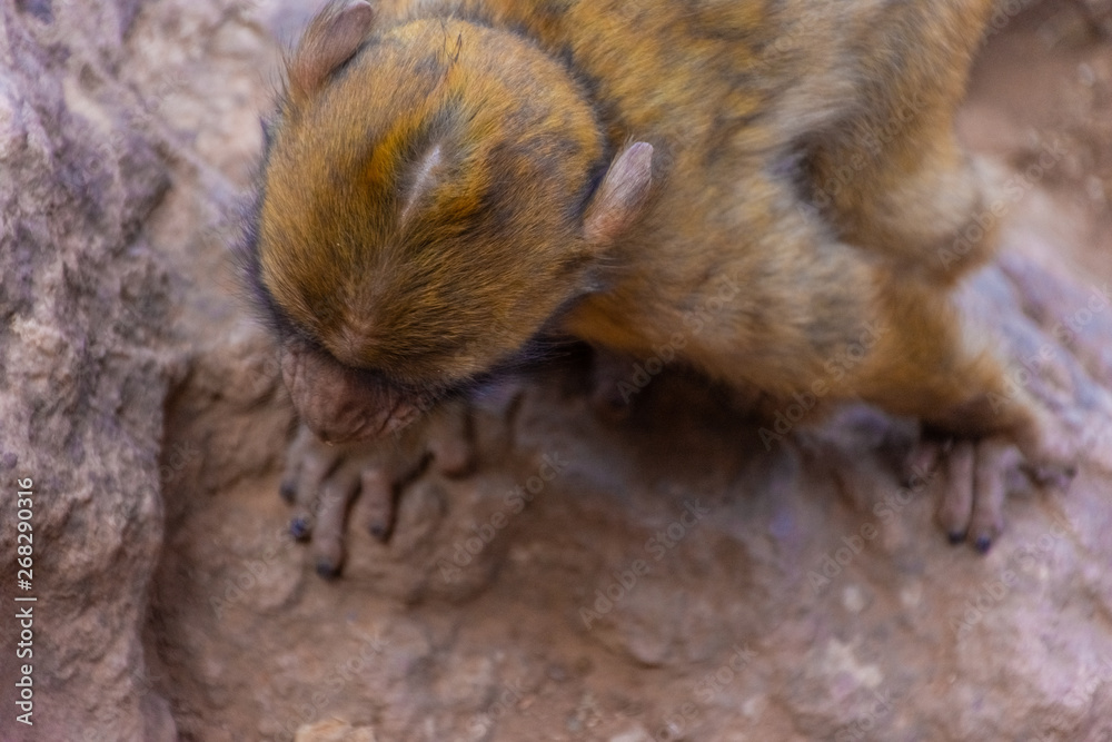 Wild baby barbary monkey on a tree in Morocco Wild baby barbary monkey on a tree in Morocco