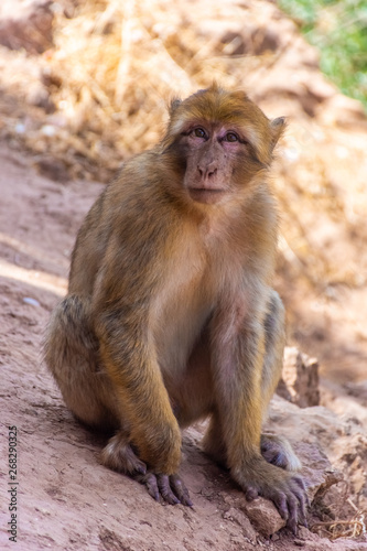 Wild barbary ape sitting in Morocco © Stefano Zaccaria
