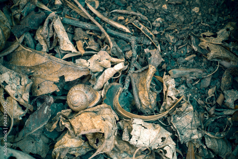 Still life: snail among dry leaves