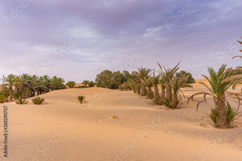 Palms in the dunes of the Sahara Desert, Merzouga, Morocco