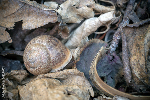 Still life: snail among dry leaves