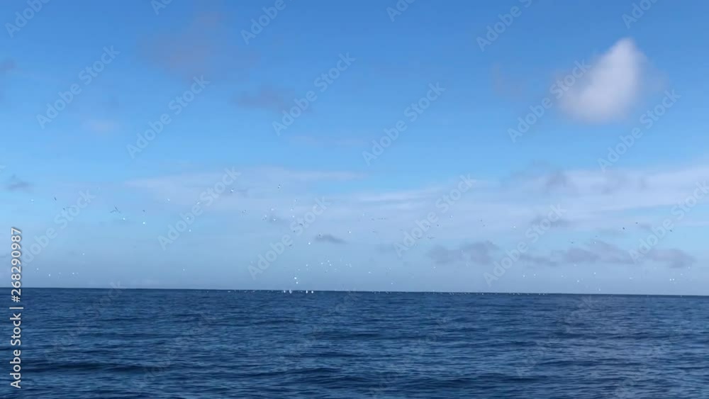 Gannets birds flying and diving for fish feeding open water New Zealand Gannets birds flying and diving for fish feeding open water New Zealand