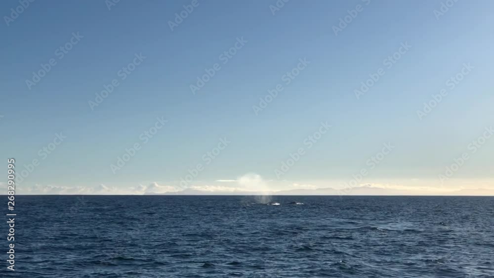 SLOW MOTION - Wide shot of two whale spraying water SLOW MOTION - Wide shot of two whale spraying water