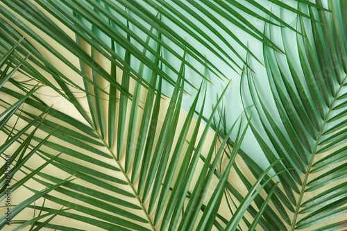 Tropical leaves Monstera on pink background. Flat lay, top view
