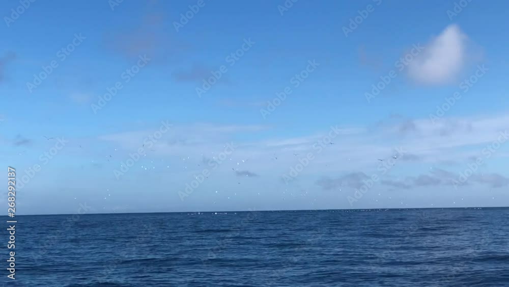SLOW MOTION - Gannets birds flying and diving for fish feeding open water New Zealand SLOW MOTION - Gannets birds flying and diving for fish feeding open water New Zealand